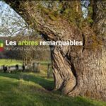 les-arbres-remarquables-du-grand-duche-de-luxembourg-9782919947430