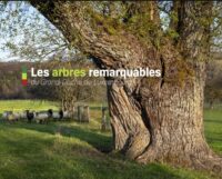 Couverture du livre : Les arbres remarquables du Grand-Duché de Luxembourg – 9782919947430 - sur www.promoculture.lu