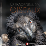 extraordinaires-oiseaux-9782889585533