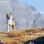 der-wolf-9783258084329